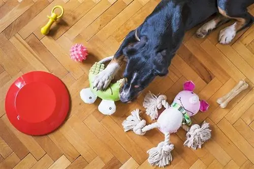 chien jouant avec des jouets à mâcher