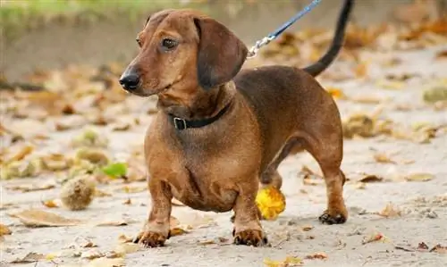 dachshund në një zinxhir duke ecur