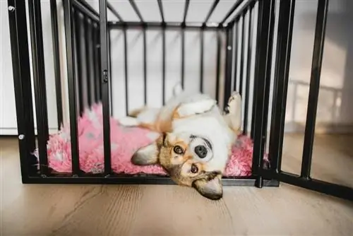 Anjing pembroke corgi Welsh dalam peti terbuka semasa latihan peti, gembira dan santai