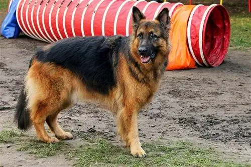 pallto pelushi gjerman shepherd