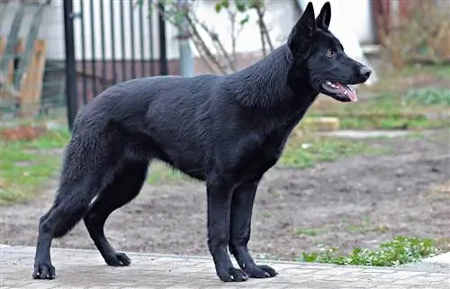 itim na German shepherd