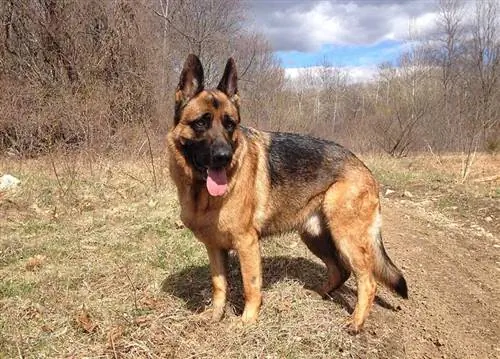 European German shepherd sa kagubatan