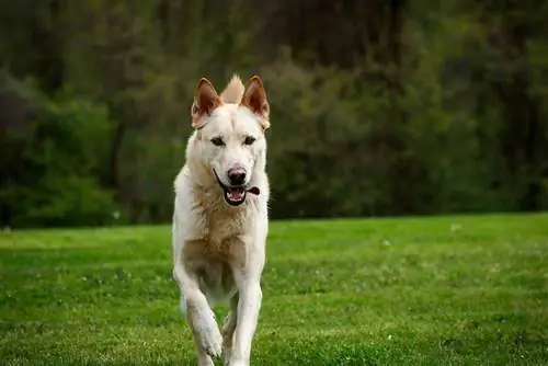 Blond schæferhund som løper