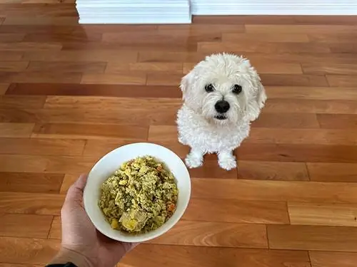 chien cavapoo attendant d'être nourri avec de la nourriture pour chien nom nom