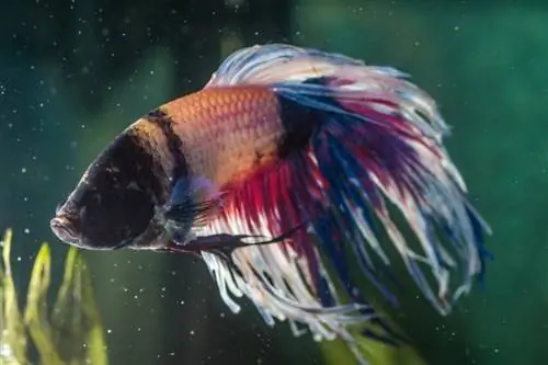 akvariumda xəstə betta