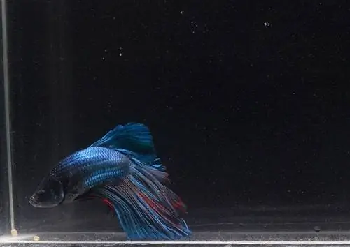 Betta Fish Tuberkulose: Kan det behandles?