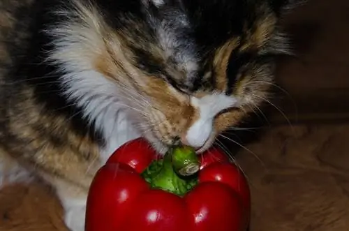 Katt luktar paprika