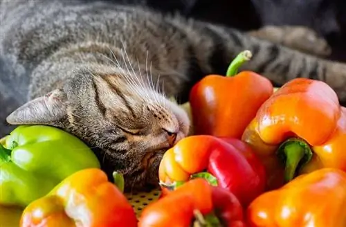 Cats Bell Peppers