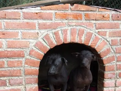 Dua anjing hitam di dalam rumah bata