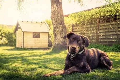 hund och hundhus under solen