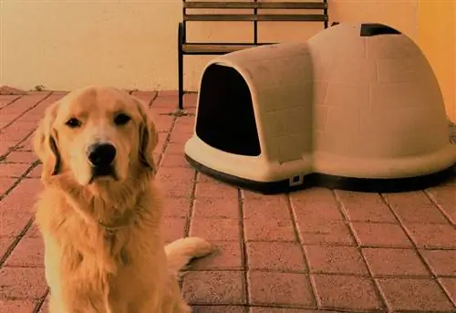 seekor anjing golden retriever duduk di depan rumah igloo