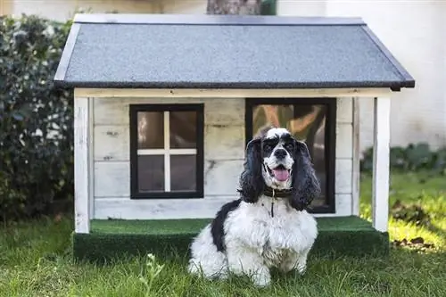 svart och vit hund framför trähundhus