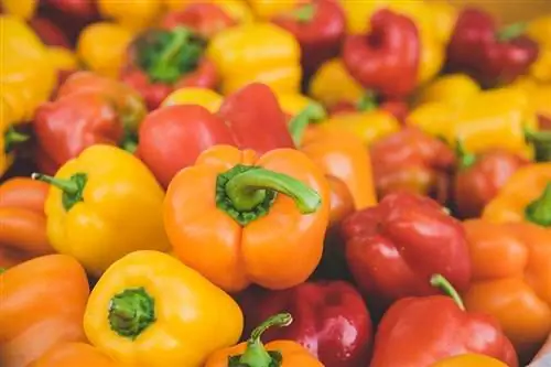 Maaari Bang Kumain ang Mga Pusa ng Bell Peppers? Anong kailangan mong malaman