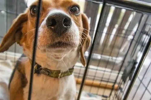 cane in cassa che ha bisogno di giocattoli