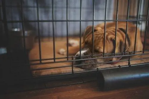 Een oudere hond in een bench trainen: stapsgewijze handleiding