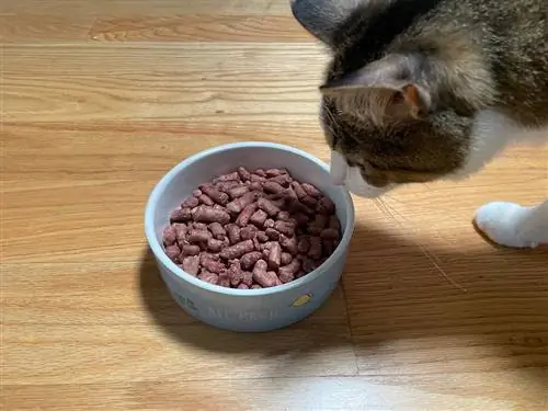 Eine getigerte Katze schnüffelt in einer Schüssel an gefriergetrocknetem, rohem, anderem Vogelrezept