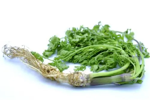 sariwang cilantro na may mga ugat