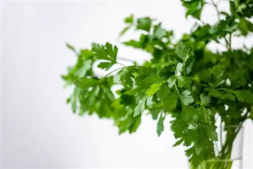 Mushuklar cilantro yeyishi mumkinmi? Nimani bilishingiz kerak