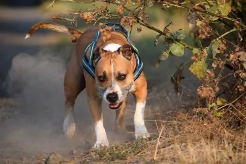 Ամերիկյան Staffordshire Terrier