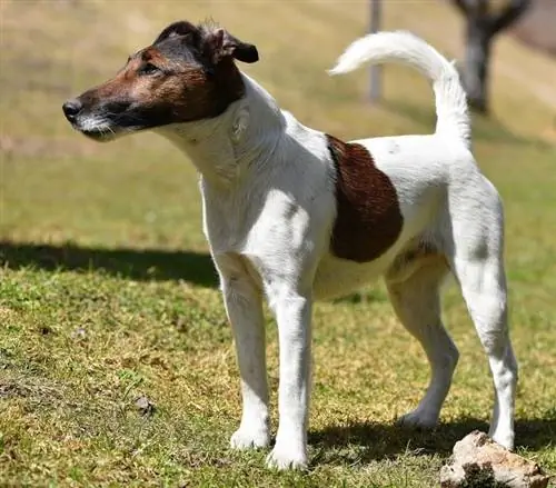 հարթ fox terrier եռագույն