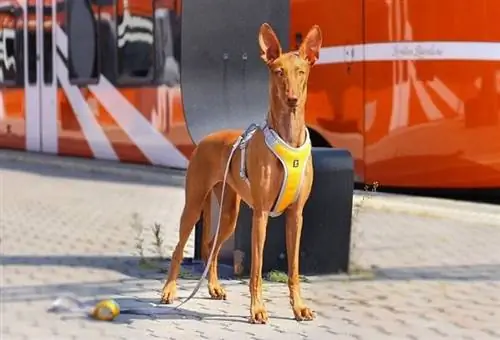 Pharaoh Hound