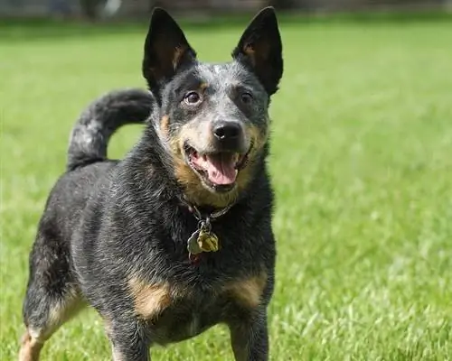 Cão de gado australiano