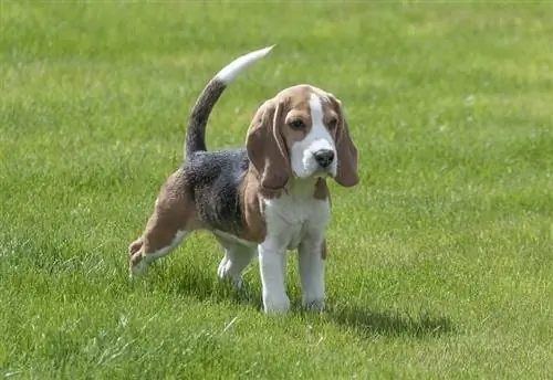 beagle