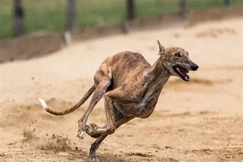 anjing greyhound berlari