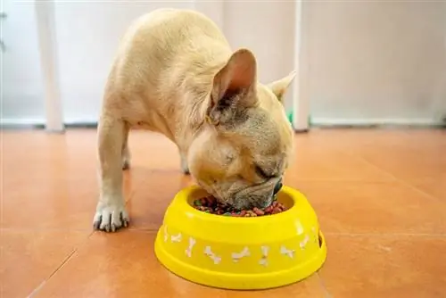 French Bulldog sibuk dengan makanannya