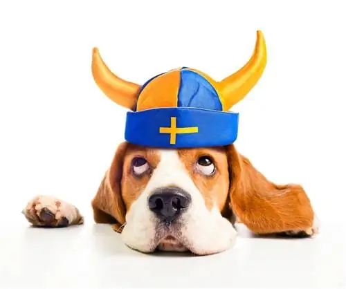 190+ Viking Dog Names: Norse Warrior & Mythological Ideas