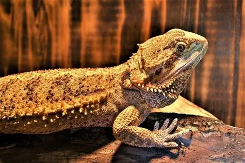 Mengapa Naga Berjanggut Saya Mengembung? Penjelasan Gelagat Reptilia yang Disemak Doktor