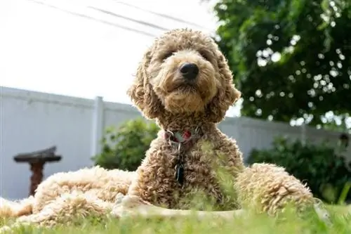 Ano ang Personalidad at Ugali ng Poodle?