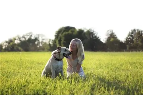 huisdiereigenaar aaide de hond.