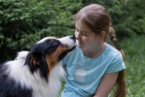 australsk hyrdehund kommer tættere på sin ejer