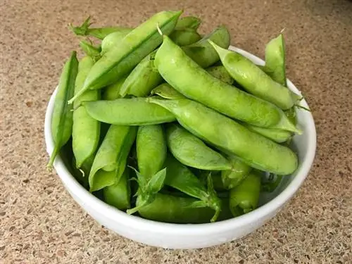 ib lub tais ntawm snap peas