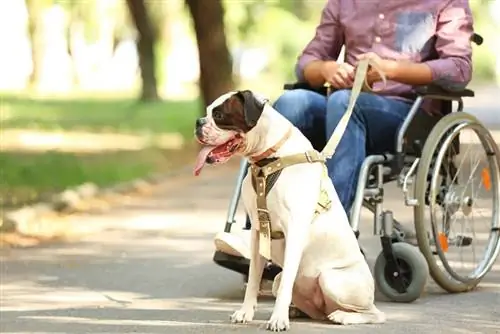 hombre en silla de ruedas y su perro de servicio al aire libre