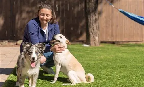 Vrouw met twee honden focus op de gelukkige puppy van de Australian Shepherd