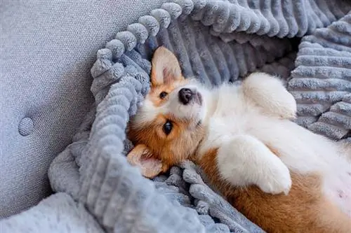 Anak anjing Welsh Corgi Pembroke yang comel berbaring di atas selimut