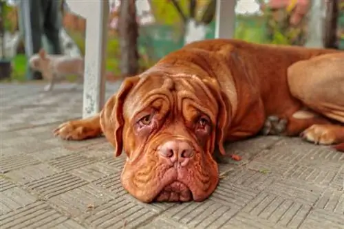 câine mastiff întins pe podea privind în altă parte