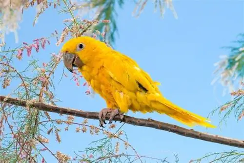 zlatý conure