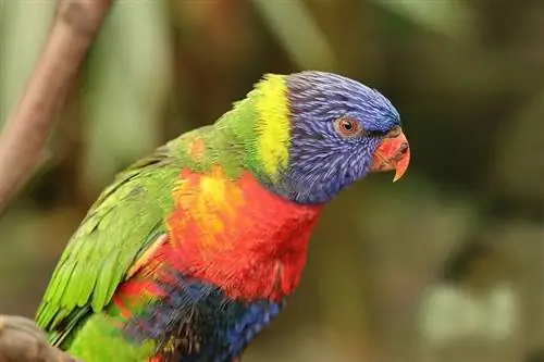 regnbue lorikeet nærbilde