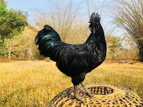 Ayam Cemani