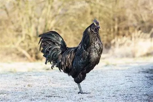 12 Ritka & Egzotikus kedvtelésből tartott madárfaj (képekkel)