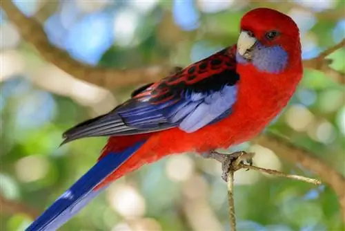 Australian King Parrot fra siden