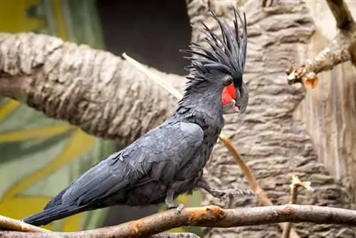 Schwarzer Palmkakadu in voller Größe