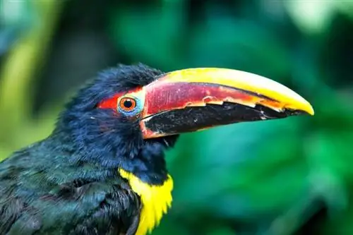 Portrét zeleného Aracari Pteroglossus viridis