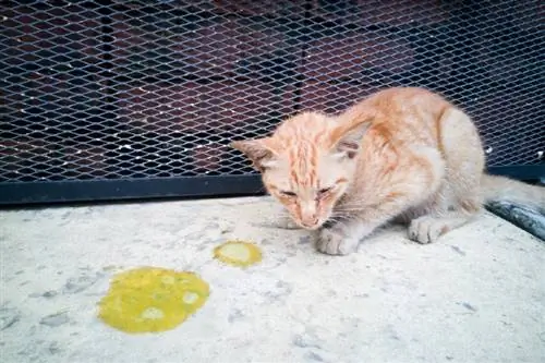 gatito naranja vomitando en el suelo