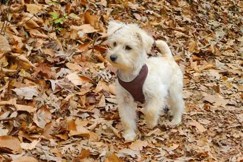 schnoodle szczeniak