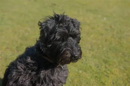 retrato de um cão schnoodle preto