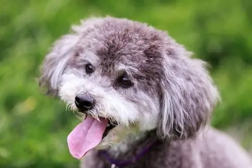 Hoeveel kost een Schnoodle? Prijsgids 2023